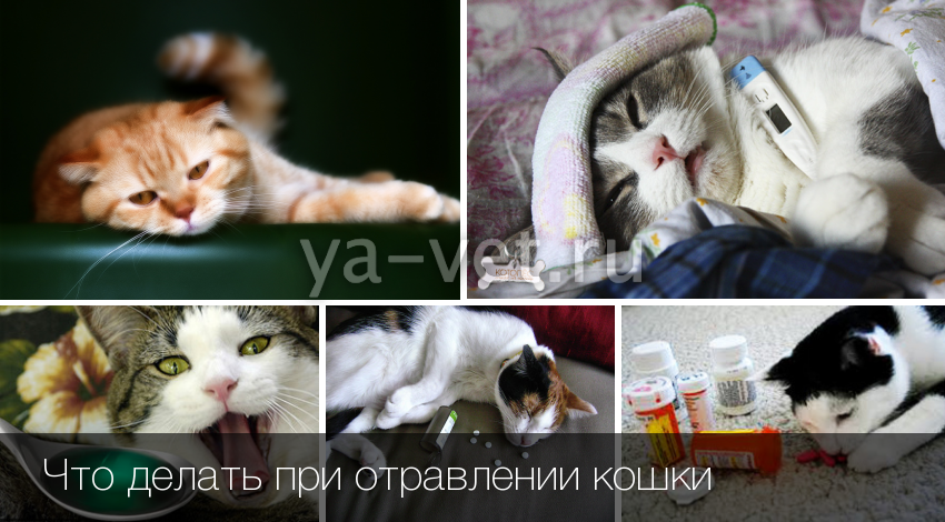 Чем в домашних условиях отравить кота 161