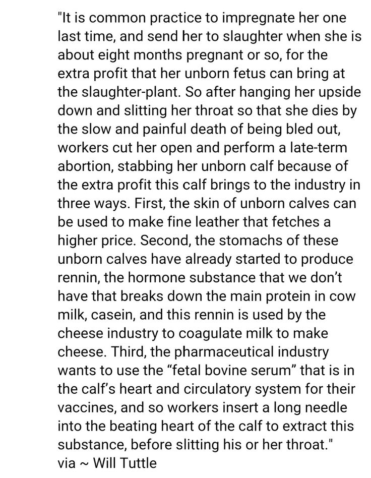 Animal rights essay topics