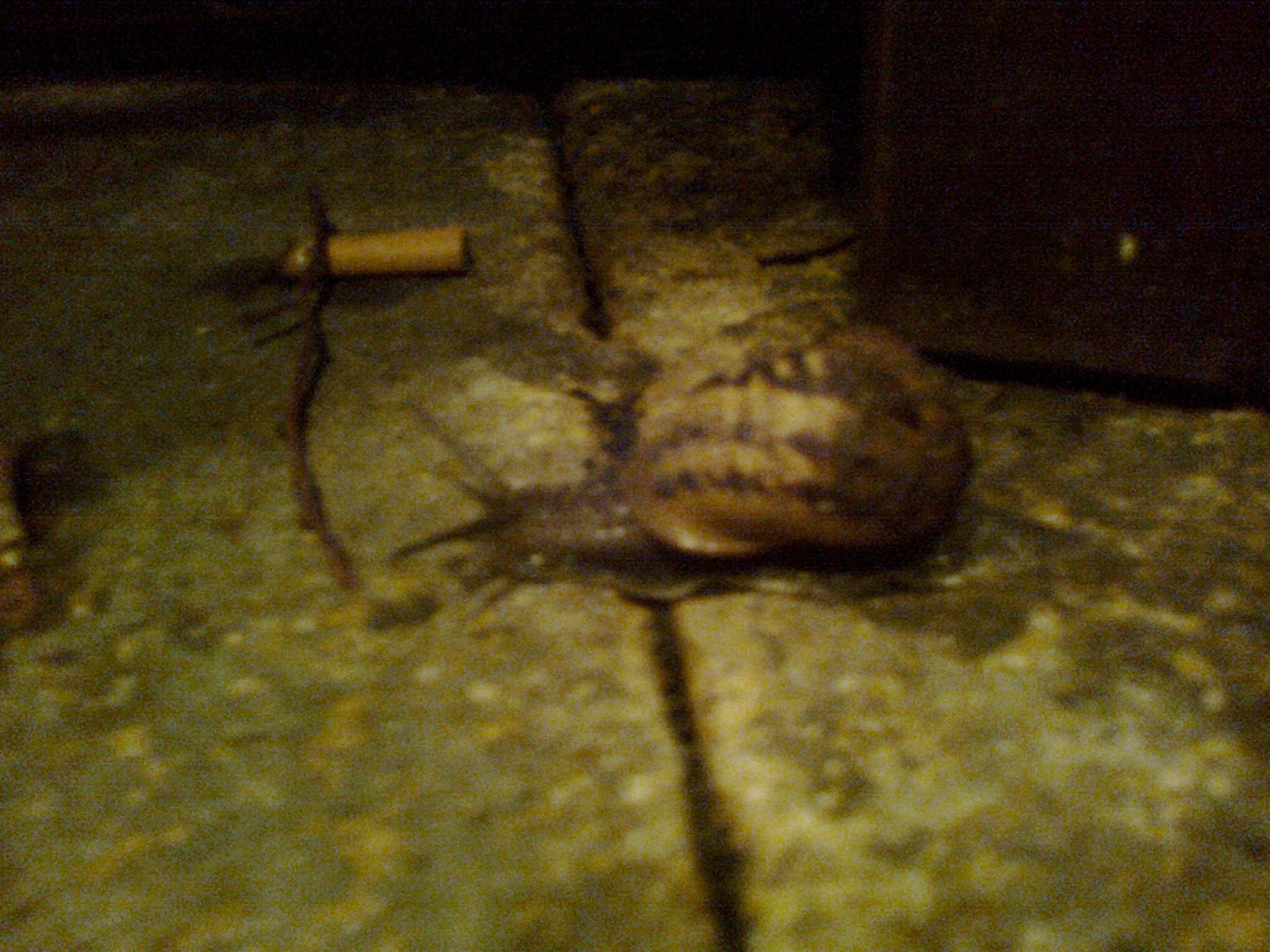 Snail Fetish 59