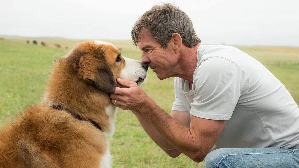 Деннис Куэйд (Dennis Quaid) биография, фильмы, спектакли, фото | Afisha.ru