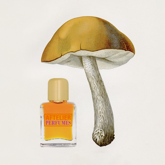 Спорная территория: духи с запахом грибов