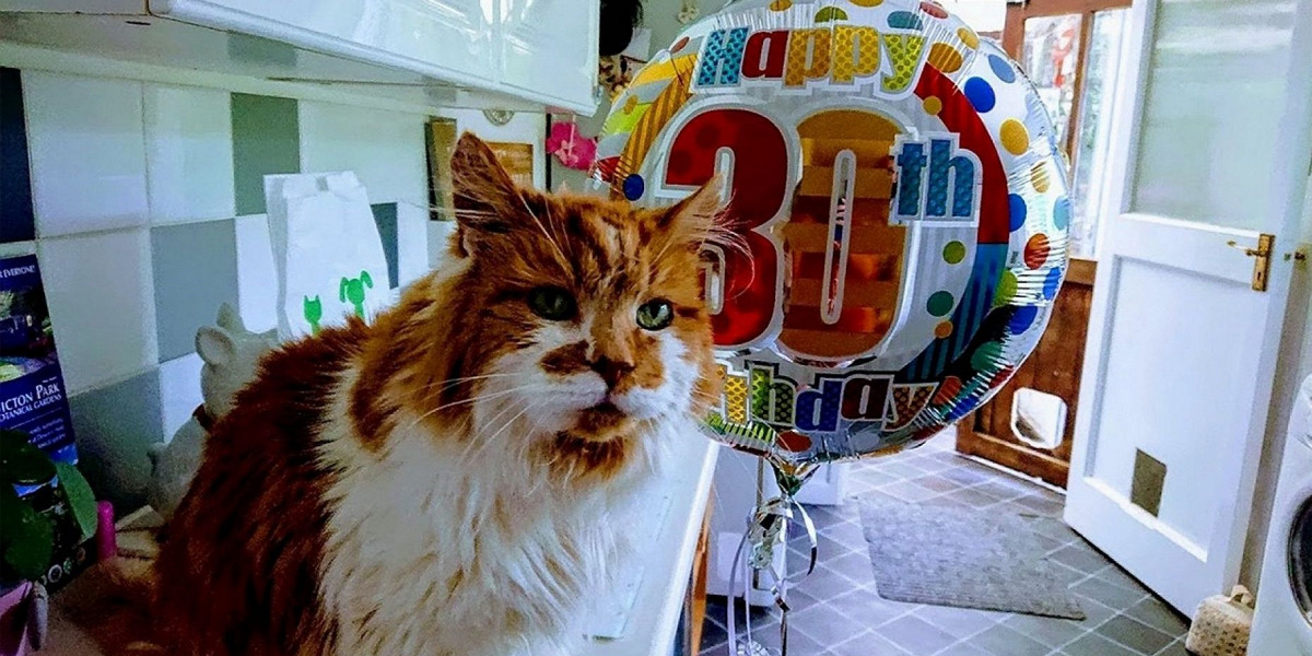 Что Подарить Коту На Новый Год