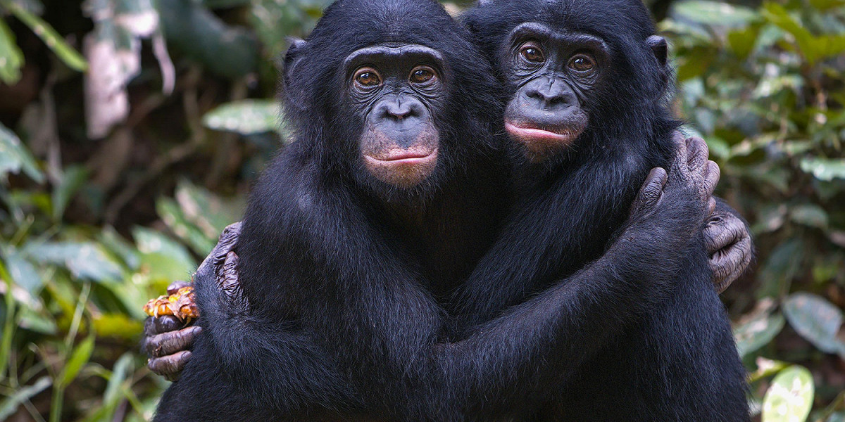 Антрополог Брайан Хэйр — о том, как бонобо могут научить людей не убивать друг друга