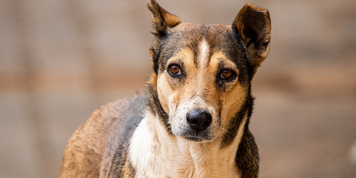 Массовое заболевание и эвтаназия