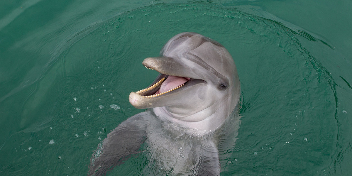 A’e’i’a: как тиктокер-лингвист изобретает дельфиний язык
