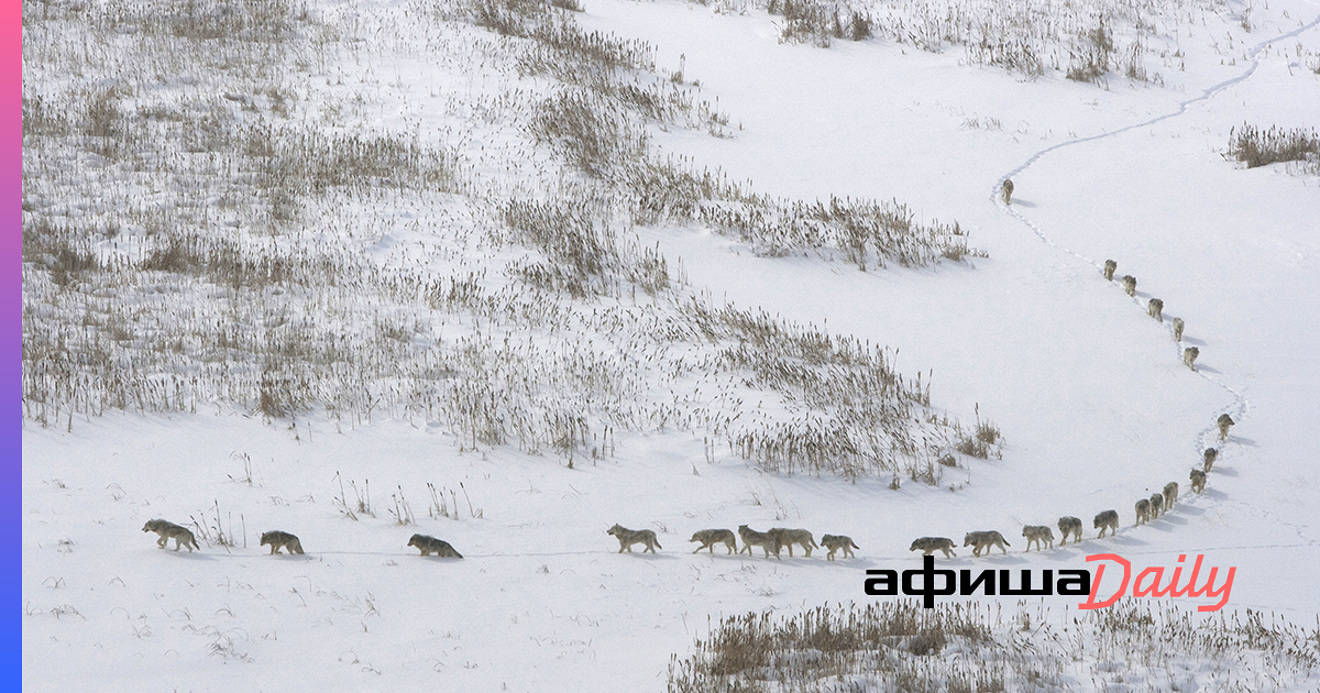 Стая разбор. Волки стая. Волк вожак стаи. Стаи галок на крестах. Стая разбор.