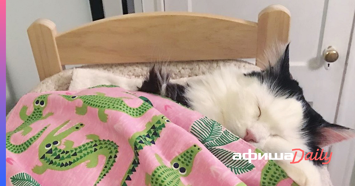 Каждую ночь эта кошка спит в собственной мини-кроватке - Афиша Daily