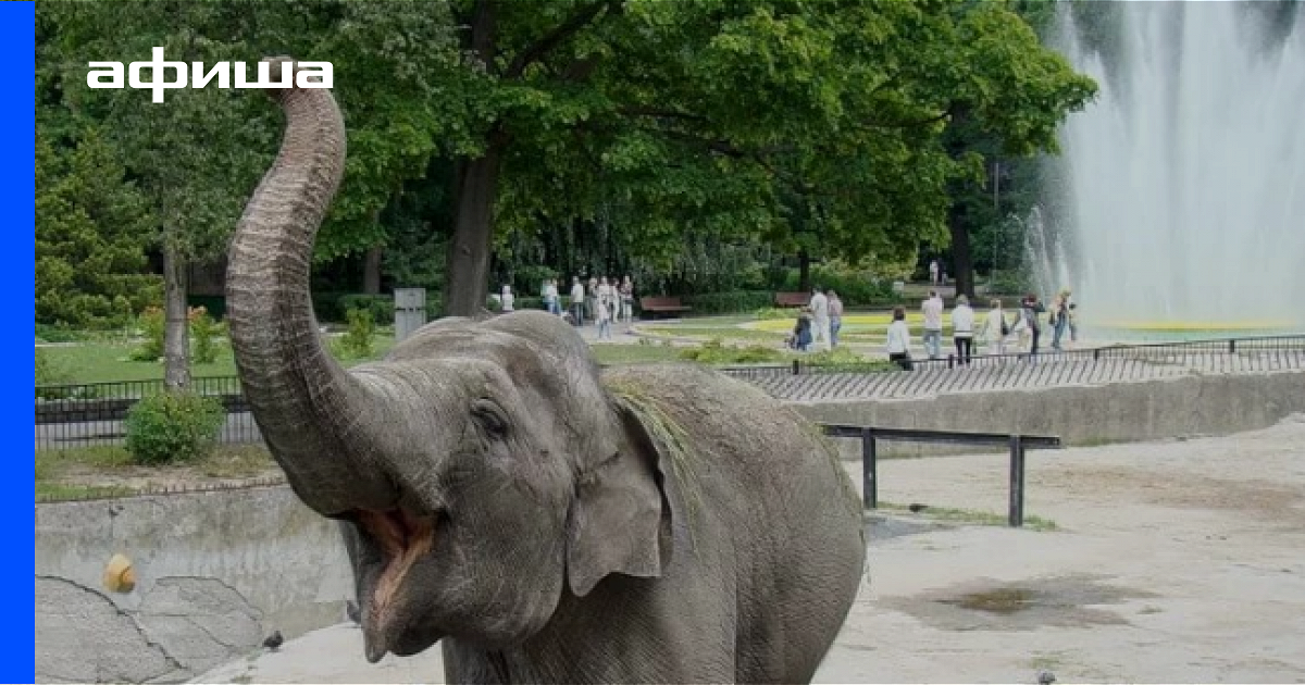 Символ калининградского зоопарка 1 из 4 животных