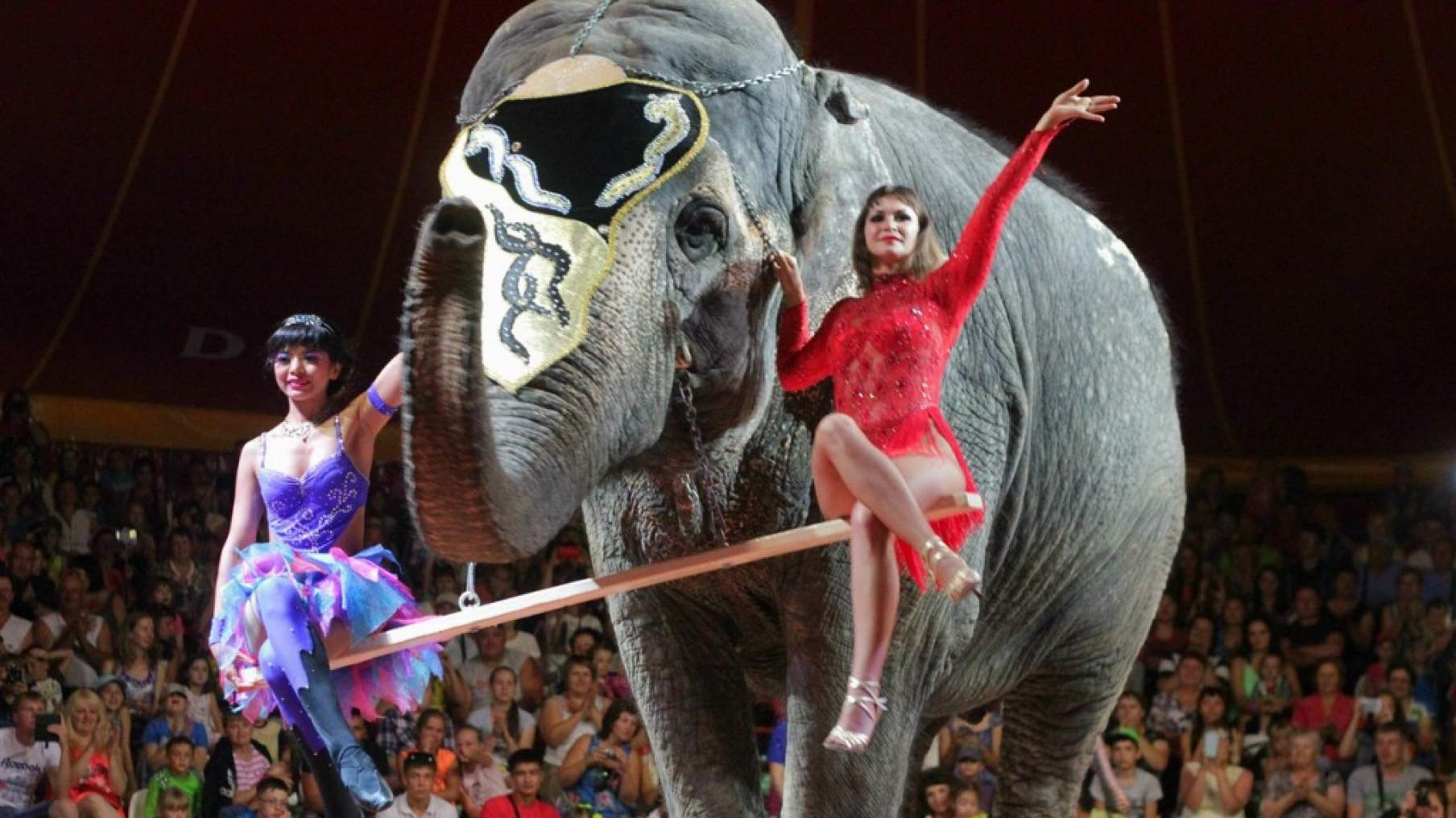 Цирк шоу слонов Самара
