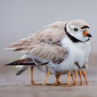 Фото N VS