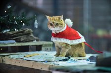 Рождество кота Боба – афиша