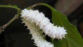 Живая экспозиция