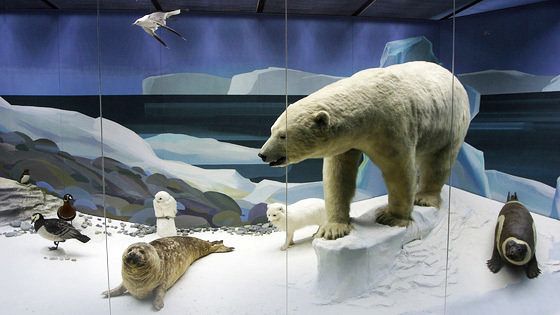 фото дарвиновский музей в москве онлайн фото дарвиновский музей в москве