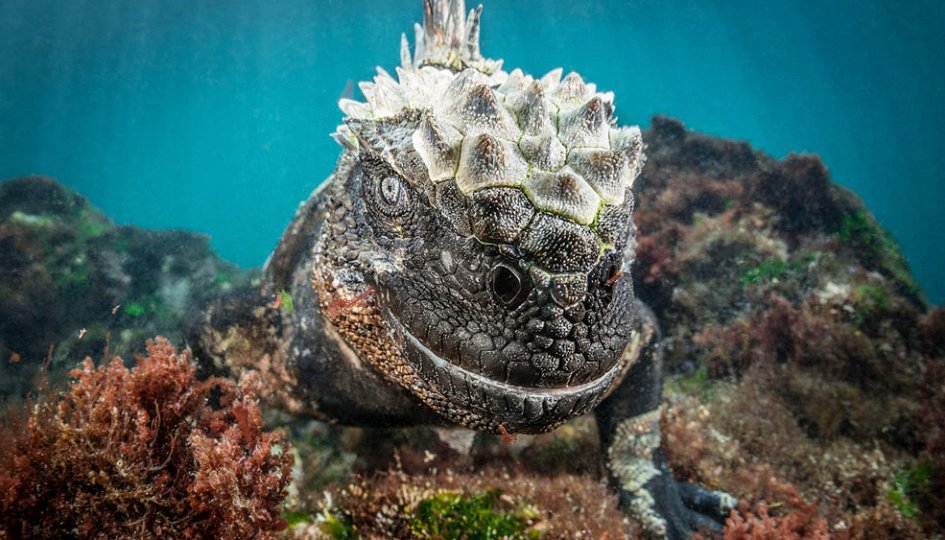Выставка Фестиваль подводной фотографии «Дикий подводный мир», Москва Выставки: Фестиваль подводной фотографии «Дикий подводный мир», Москва