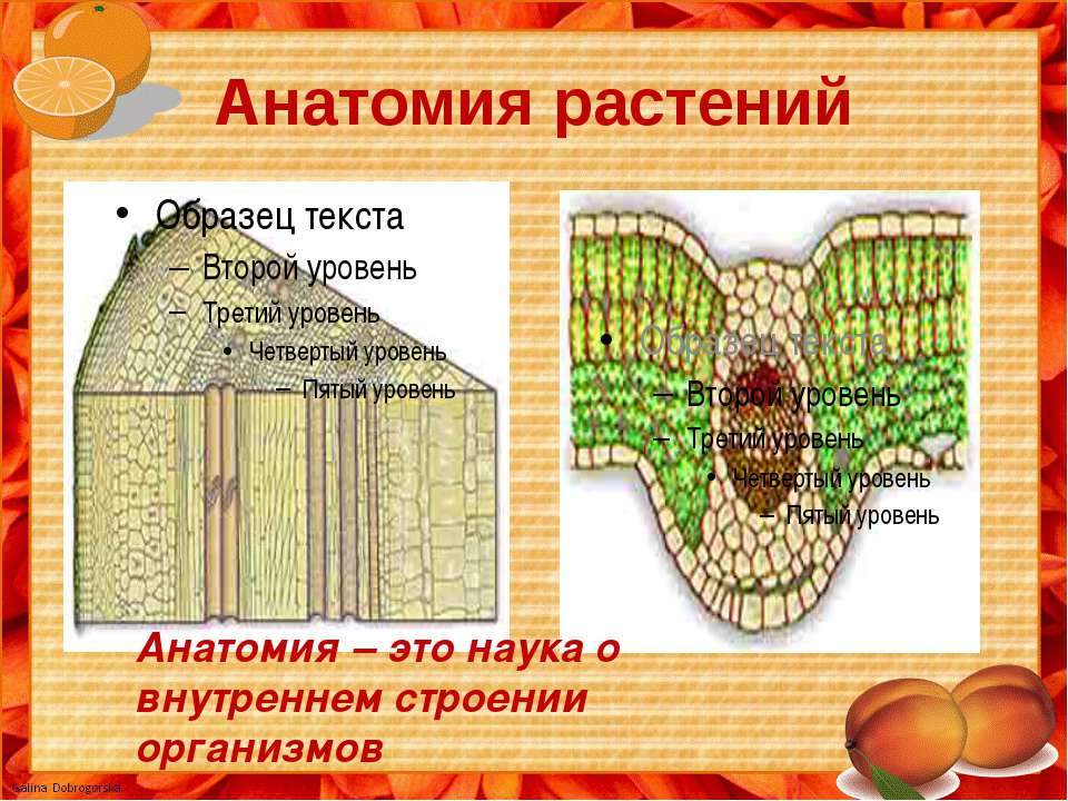 Атласы Анатомии Растений