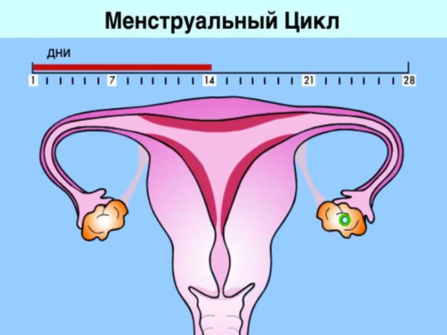 Нарушения менструального цикла гинекология